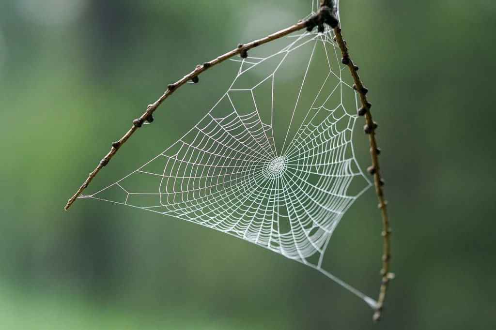 La importancia ecológica de las arañas 1
